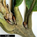 SpeciesSubType: Intraspecific - SpeciesSub: subsp. yunnanensis SpeciesSubType: Intraspecific - SpeciesSub: subsp. yunnanensis